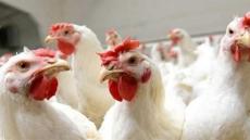 الفيدرالية البيمهنية لقطاع الدواجن تحذر من صعوبات إنتاجية قبل رمضان