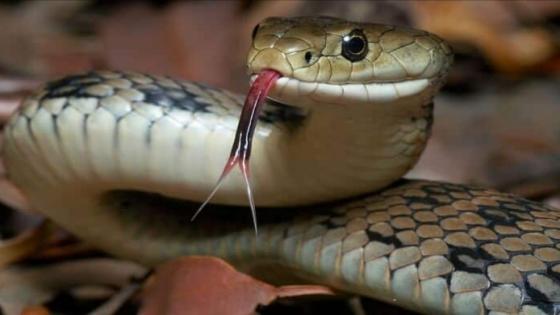 الصويرة.. وفاة أب وإبنه بلدغة أفعى