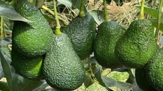 المغرب يصدر 56.7 ألف طن من الأفوكادو نحو الأسواق الدولية