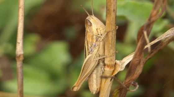 المغرب يرفع درجات اليقظة والتأهب لمواجهة إنتشار الجراد