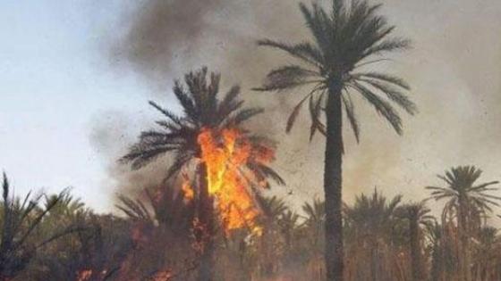 شتوكة أيت باها.. حريق بواحة “تاركانتوشكا” يتلف أزيد من 6 هكتارات من النخيل
