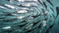 إرتفاع أسعار السمك في رمضان ينعش الإقبال الأسماك المجمدة