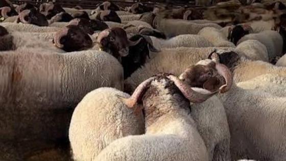 وزارة الفلاحة توقع بمكناس إتفاقية لتطوير سلالة أغنام “البركي” ودعم مربي جهة الشرق