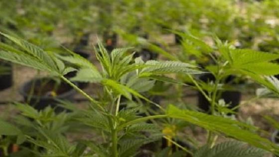 وكالة تقنين القنب الهندي تمنح 10 رخص لممارسة أنشطة التحويل والتصنيع