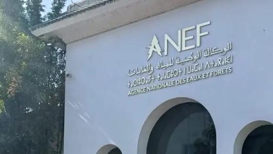 الوكالة الوطنية للمياه والغابات تنفي تنفيذ عمليات قطع أشجار بغابة المعمورة