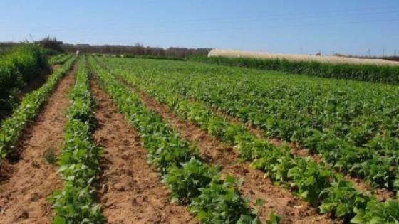 التساقطات المسجلة خلال الأشهر الثلاثة الأخيرة لها تأثير إيجابي على الموسم الفلاحي