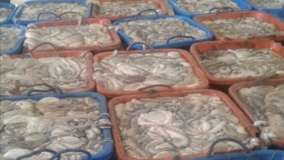 إستئناف أنشطة صيد الأخطبوط بطانطان إبتداء من 16 يونيو المقبل