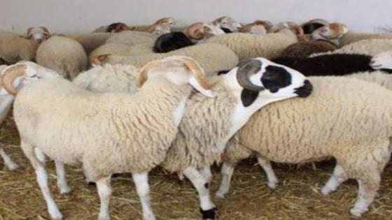 “أونسا”.. إنطلاق عملية ترقيم الأغنام والماعز المعدة لعيد الأضحى