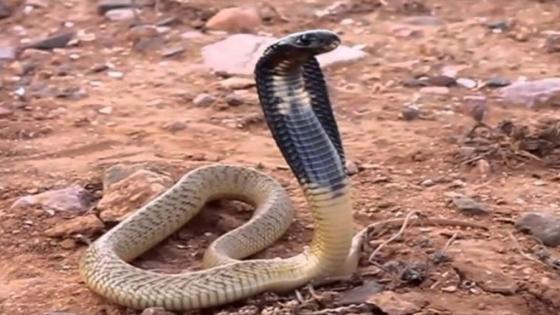 وزارة الصحة تحذر من خطورة لسعات العقارب ولدغات الأفاعي