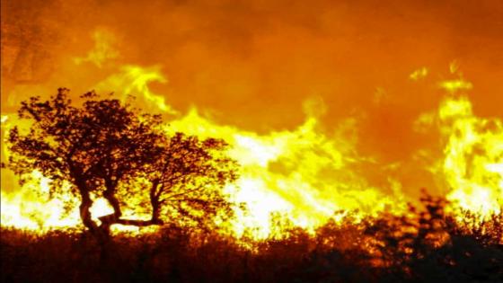 الجزائر.. مصرع 37 شخصا وإصابة 228 آخرون في حرائق غابوية